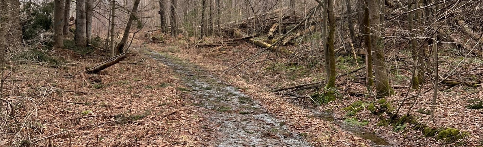 Eagle's, Passing the Horizon, and Logging Road Trail Loop 14 Reviews