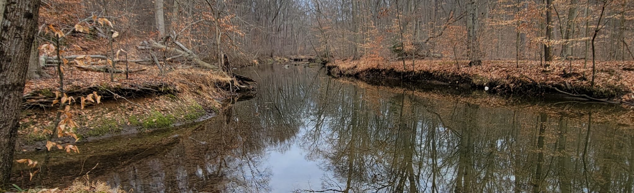 Ridley Creek Full White Trail Loop 2,407 Reviews, 2,345 Photos, Map