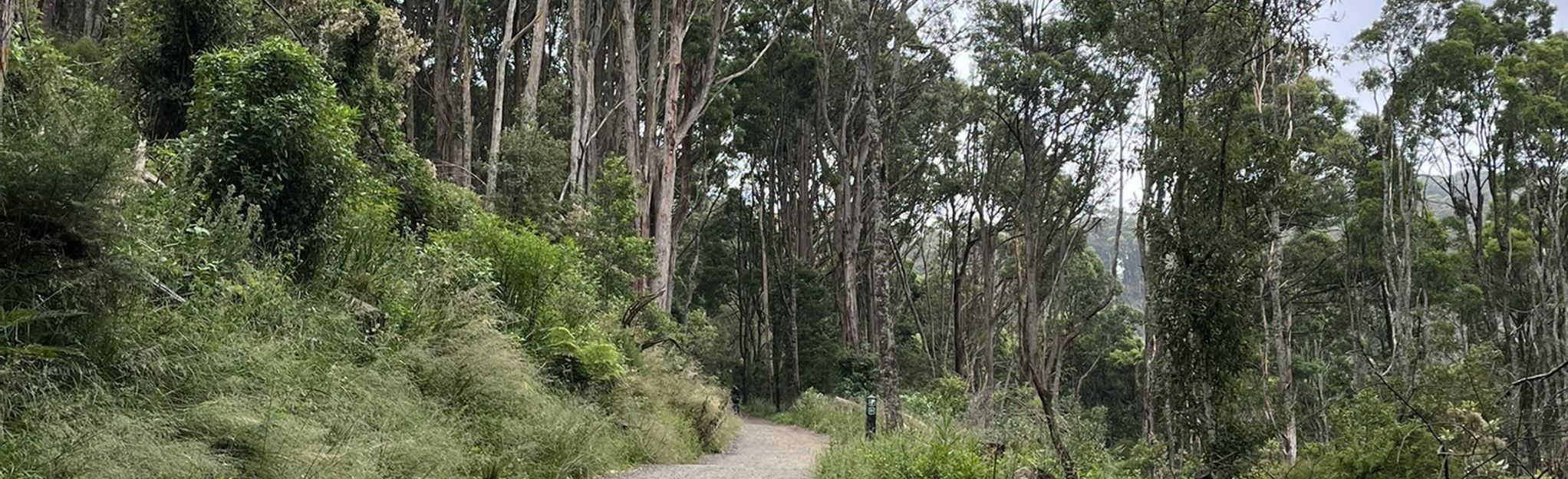 Lyrebird Track: 157 Reviews, Map - Victoria, Australia | AllTrails