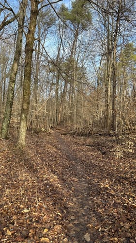 Escape to Nature's Embrace: Your Guide to Indiana's Clark State Forest