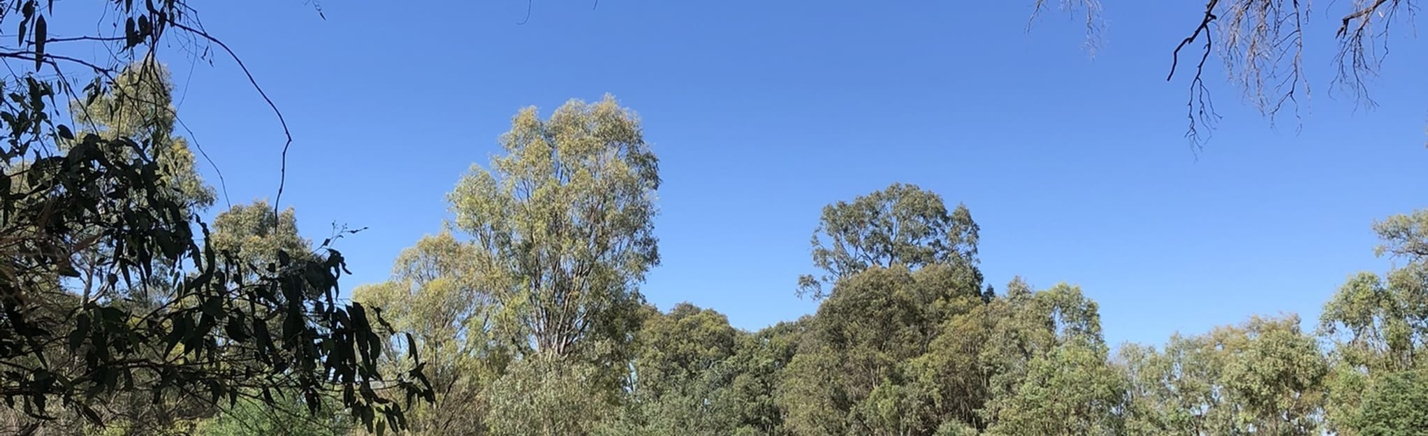 King River via Milawa Trail 4 Reviews, Map Victoria, Australia