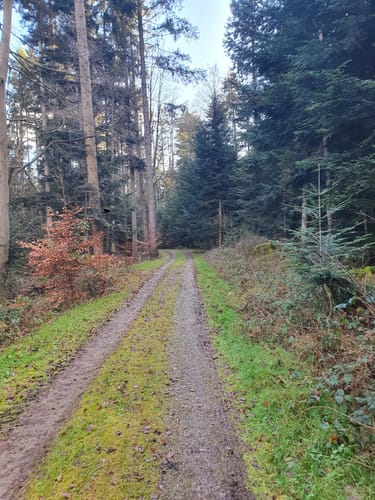 Zur Büchenbronner Höhe