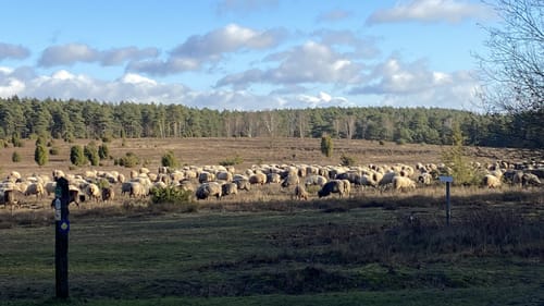 Im Reich der Heidschnucken (mittlere Tour)