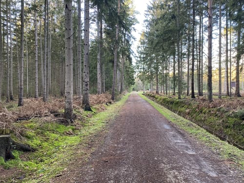 Im Reich der Heidschnucken (mittlere Tour)