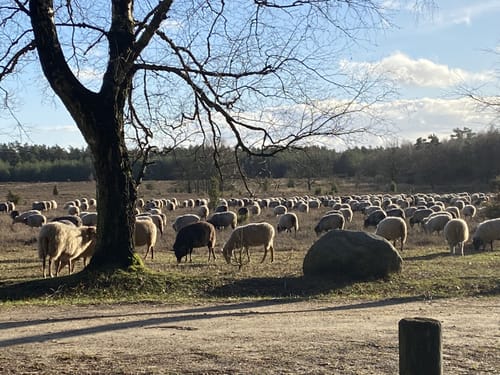 Im Reich der Heidschnucken (mittlere Tour)