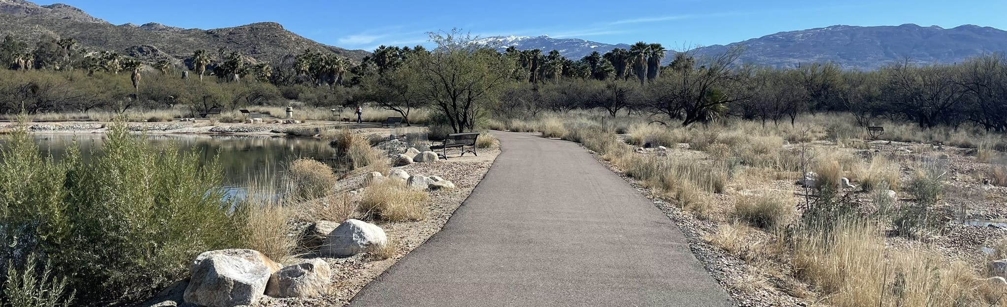 Agua Caliente Park Loop Trail : 199 Fotos - Arizona | AllTrails