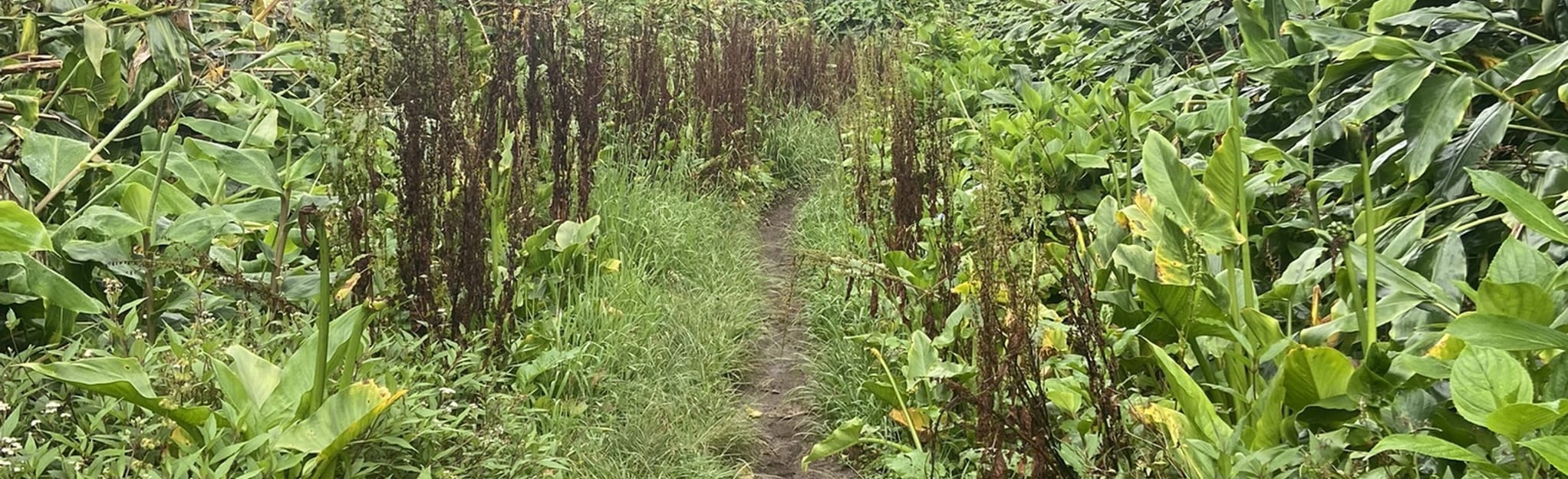 Piton Cabris via Sentier de La Fenêtre 25 Reviews, Map Réunion