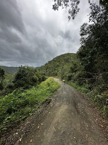 Los mejores senderos y rutas en Bosque Estatal de Maricao AllTrails