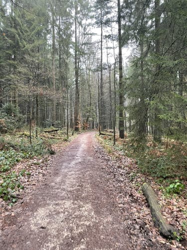 Waldrundweg „Schwarz“