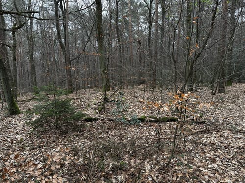 Bad Neuenahr - Tour 05 - Durch den Ramersbacher Wald