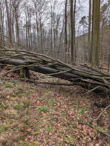 Rundwanderweg 4 ab Wanderparkplatz Erpetal des Naturparks Habichtswald