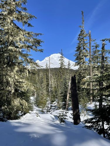 2023 Best 10 Snowshoeing Trails in Mount Hood Wilderness | AllTrails