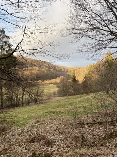 Runde im Rohrbrunner Forst