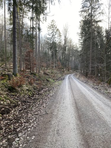 Runde im Rohrbrunner Forst