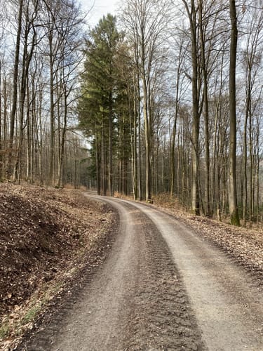 Runde im Rohrbrunner Forst