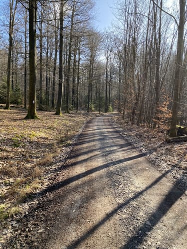 Runde im Rohrbrunner Forst