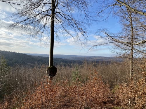 Runde im Rohrbrunner Forst