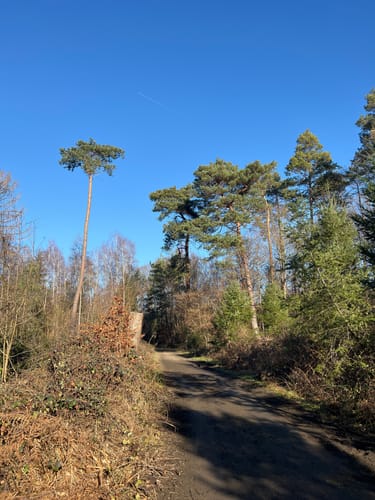 Runde bei Bornheim