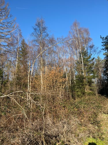 Runde bei Bornheim