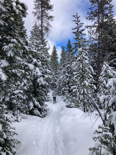 Best Hikes and Trails in Meissner Sno-Park | AllTrails