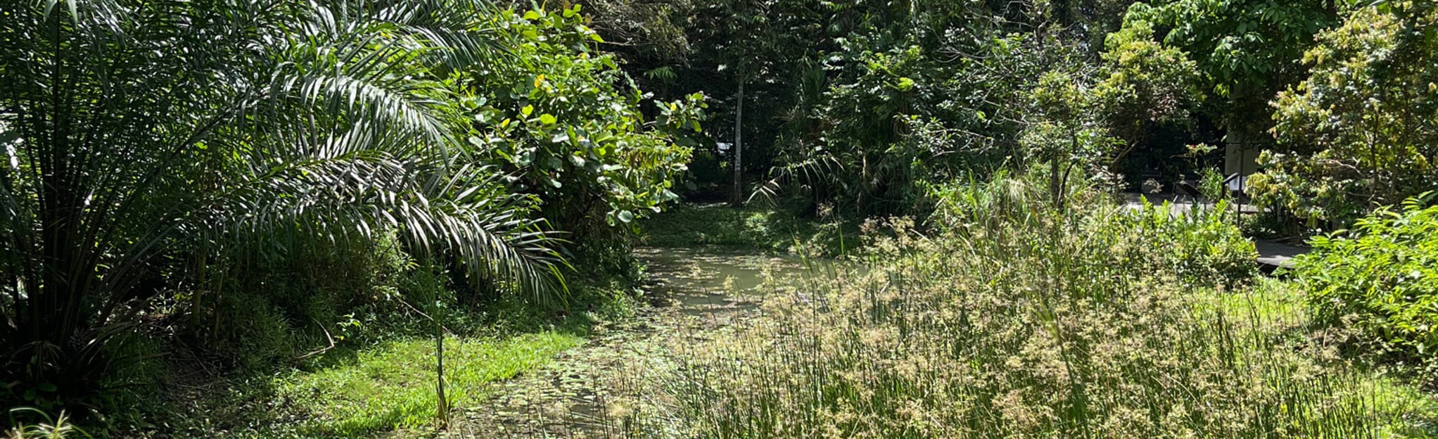 Venus Loop, Central, Singapore - 52 Reviews, Map | AllTrails