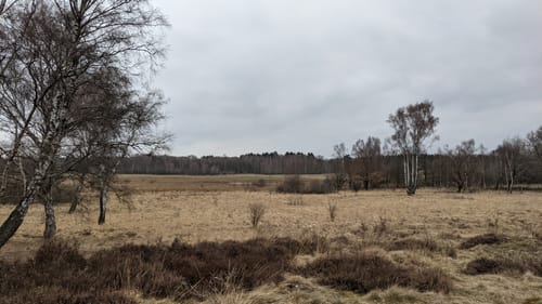 Naturschutzgebiet Wittmoor von Duvenstedt