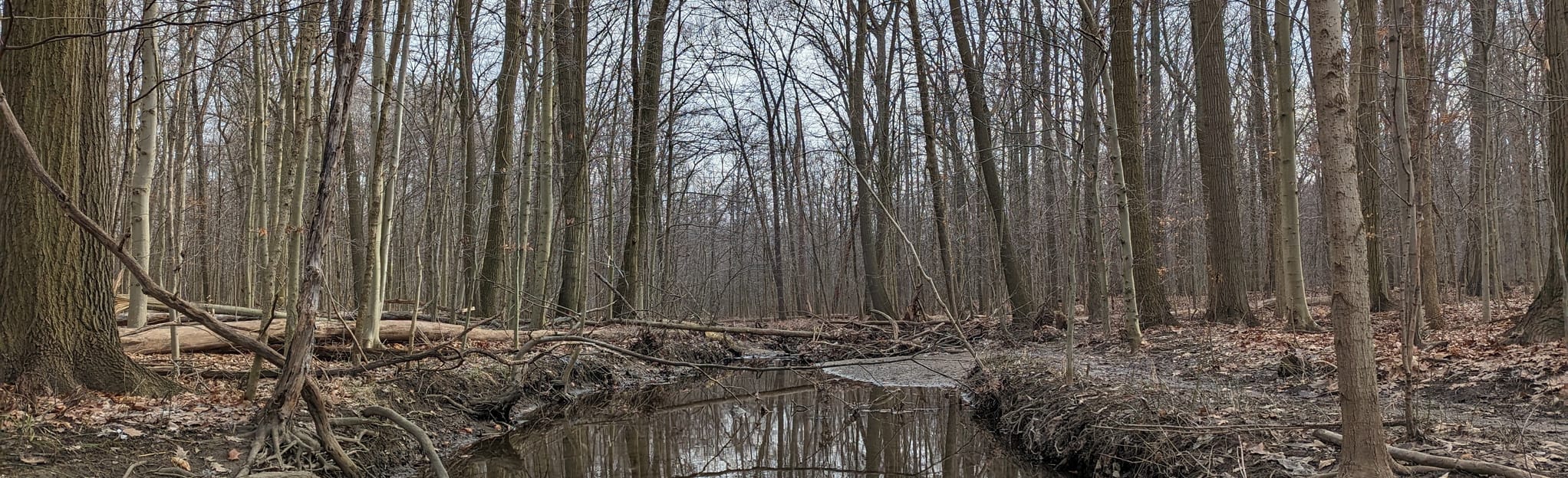 Gutknecht, East Beechwood, West Beechwood Trails Loop, Ohio 5 Reviews