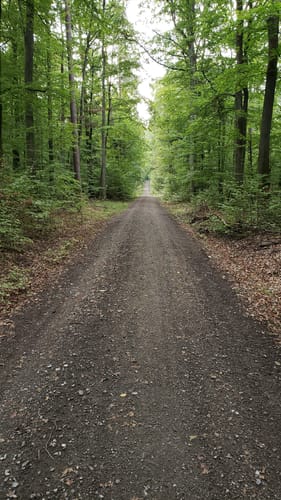 Rundweg Eltmann E3: Durch den Zeller Forst Ost zum Jägerhäuschen