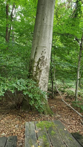 Rundweg Eltmann E3: Durch den Zeller Forst Ost zum Jägerhäuschen