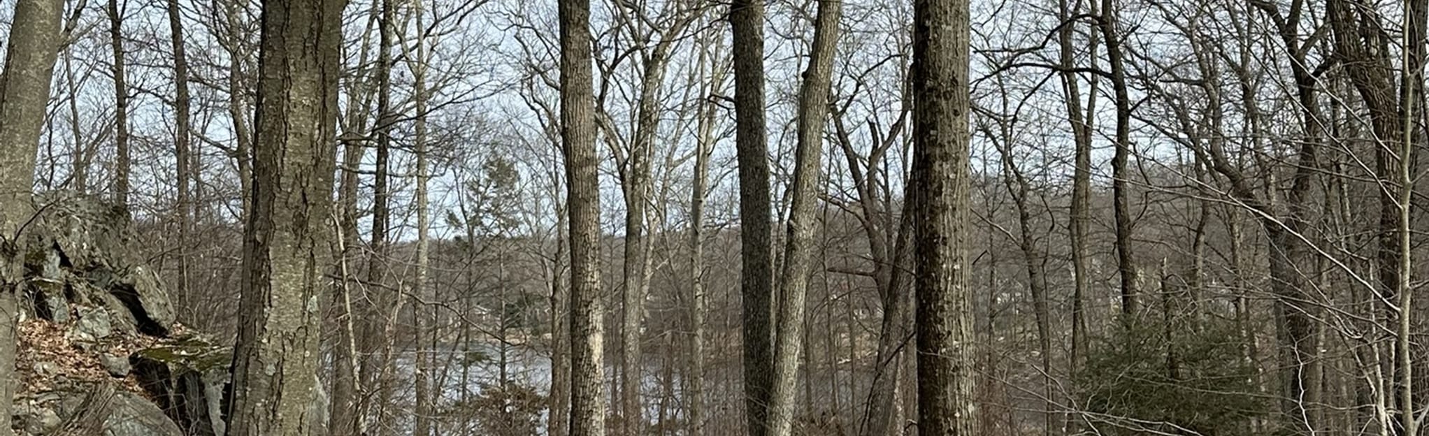 Tamarack Trail to Johnson Lake New Jersey AllTrails