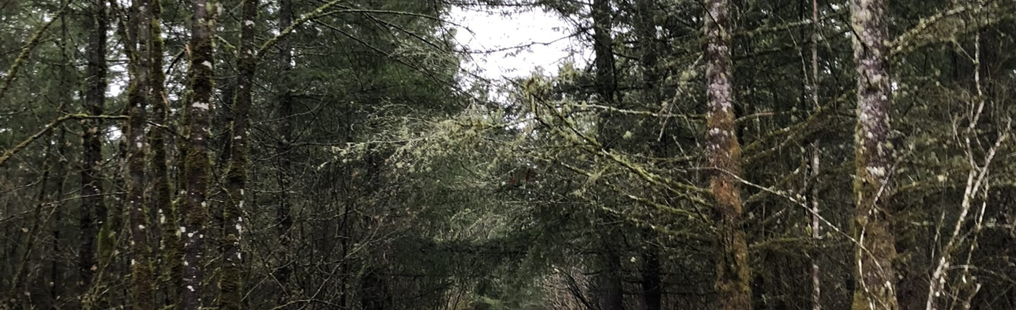 Cedar River to Green River Trail 44 Reviews, Map Washington AllTrails