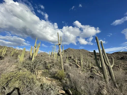 Marana Az Weather