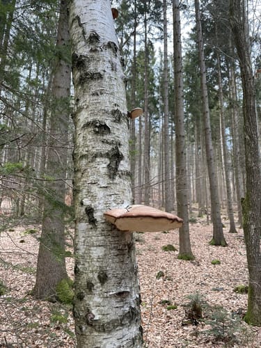 Notarsteig (Wm04)