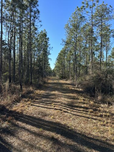 Best Hikes and Trails in Perdido River Nature Preserve | AllTrails