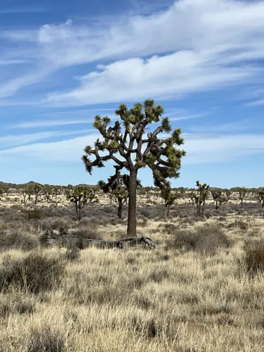 Fargo Canyon: Off-roading in an EV near Joshua Tree National Park