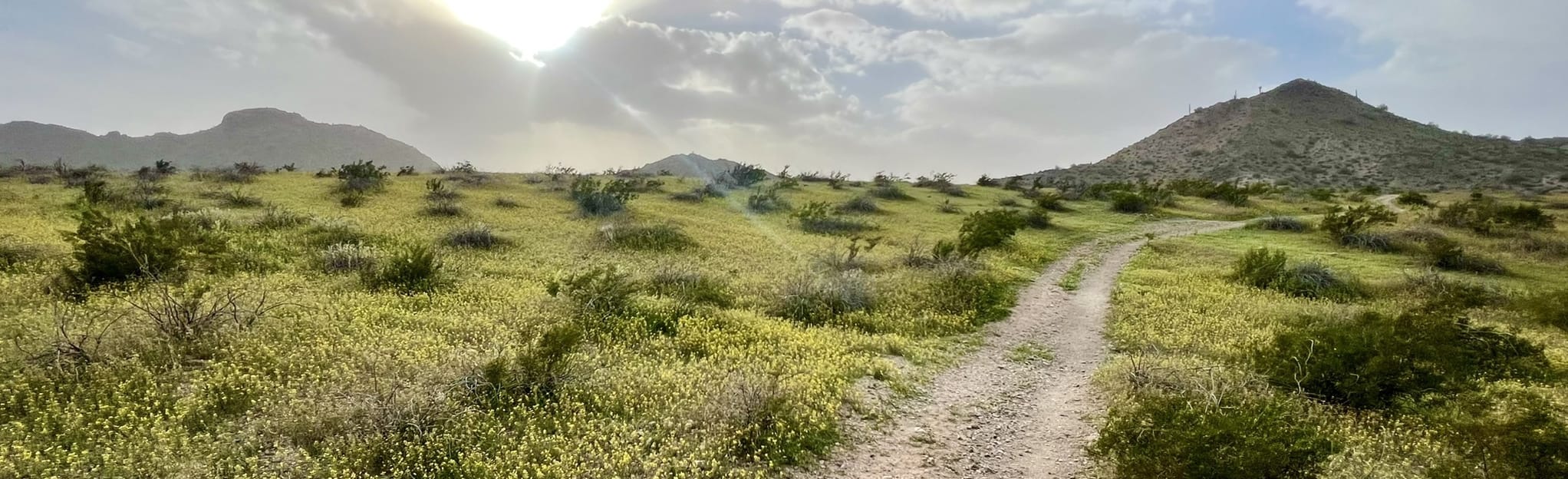 Butterfield and Gadsden Trail Loop, Arizona 258 Reviews, Map AllTrails