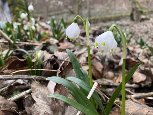 Wald- und Wasserweg