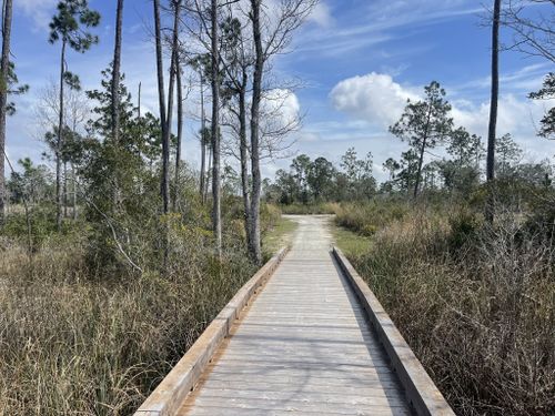 Best Hikes and Trails in Lynn Haven Bayou Preserve and Park | AllTrails