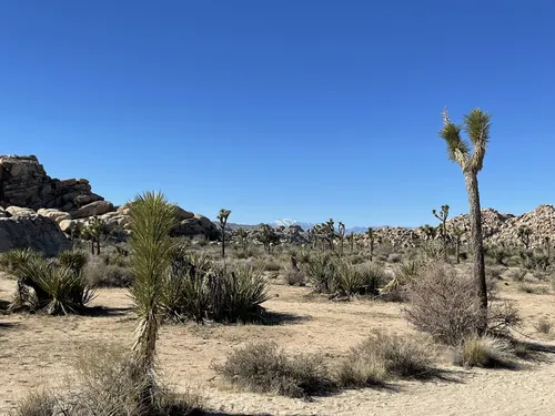 10 Best Hikes and Trails in Joshua Tree National Park AllTrails