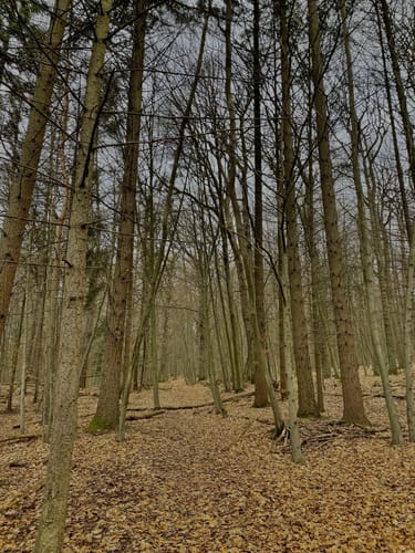 Fasanerieweg ab Tier- und Pflanzenpark Fasanerie Wiesbaden