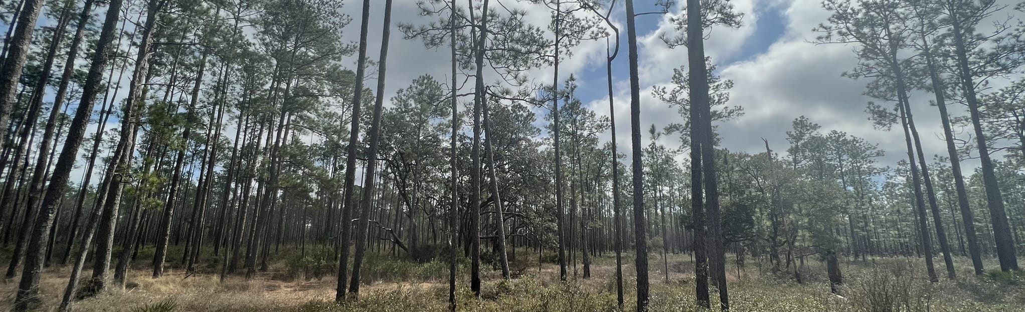 Munson Hills and Twilight Loop, Florida 127 Reviews, Map AllTrails