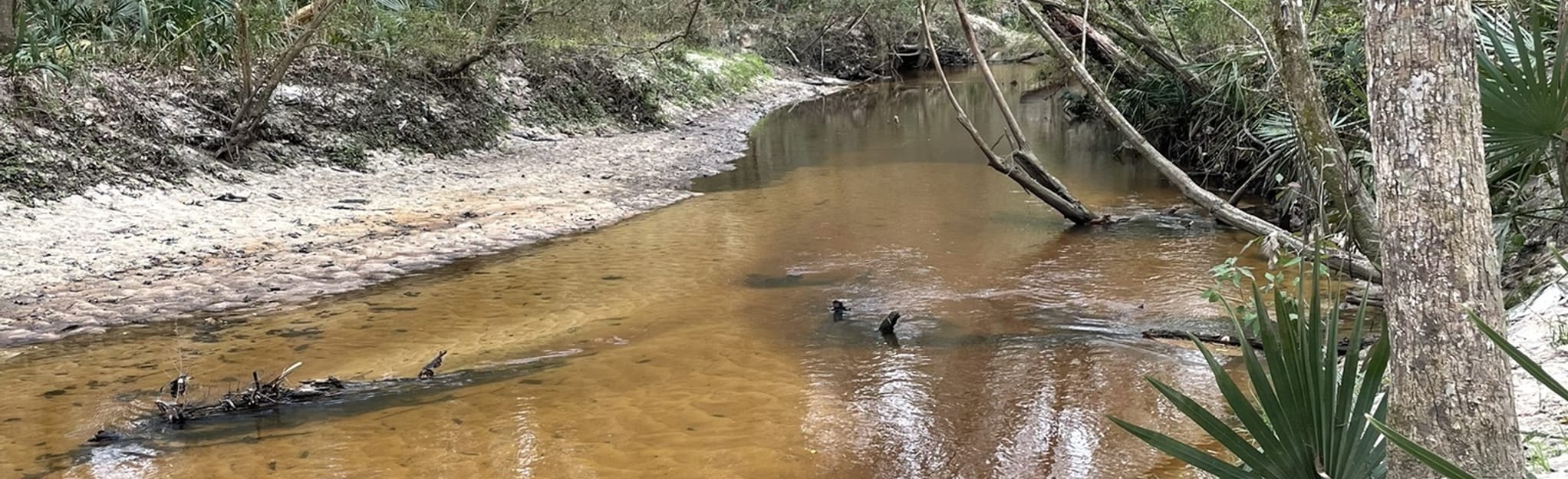 Wolf Creek Trout Lily Preserve Loop, 8 Reviews, Map AllTrails