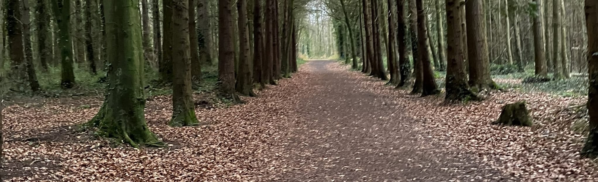 moore-abbey-woods-bluebell-way-county-kildare-ireland-6-reviews