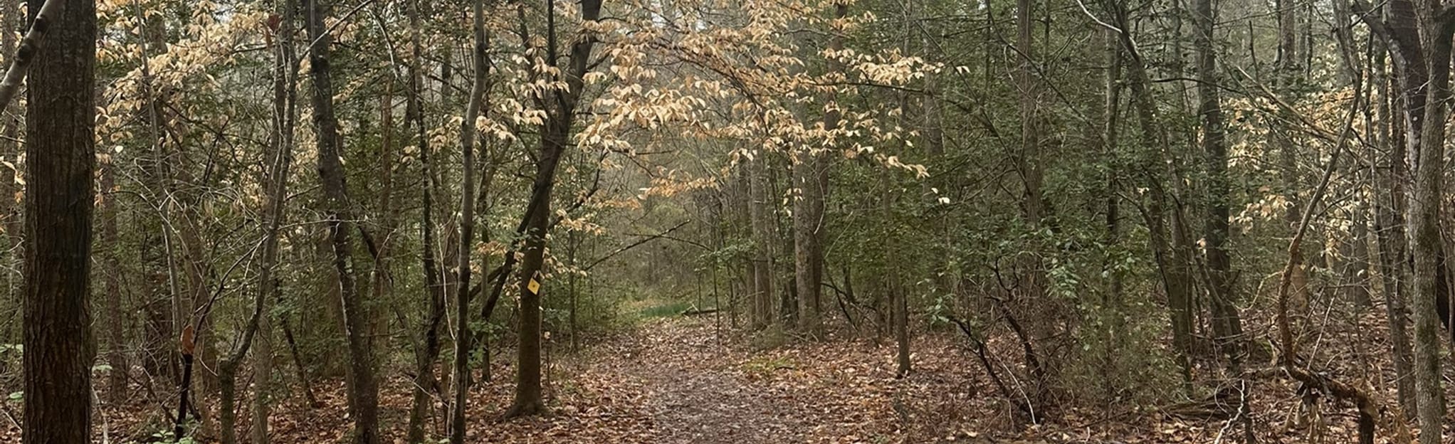 Uwharrie and Dutchman 39 s Creek Loop - EyJidWNrZXQiOiJhc3NldHMuYWxsdHJhaWxzLmNvbSIsImtleSI6InVwbG9hZHMvcGhvdG8vaW1hZ2UvNTY4ODI0MzgvMmY5NzU0OTFkOTVmOWMzNjM3MWFkODkzMjA0MTFjZmIuanBnIiwiZWRpdHMiOnsidG9Gb3JtYXQiOiJqcGVnIiwicmVzaXplIjp7IndpZHRoIjoyMDQ0LCJoZWlnaHQiOjYyNCwiZml0IjoiY292ZXIifSwicm90YXRlIjpudWxsLCJqcGVnIjp7InRyZWxsaXNRdWFudGlzYXRpb24iOnRydWUsIm92ZXJzaG9vdERlcmluZ2luZyI6dHJ1ZSwib3B0aW1pc2VTY2FucyI6dHJ1ZSwicXVhbnRpc2F0aW9uVGFibGUiOjN9fX0=