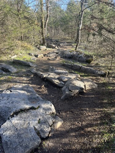 Photos of Shutes Branch Mountain Bike Trail Tennessee AllTrails