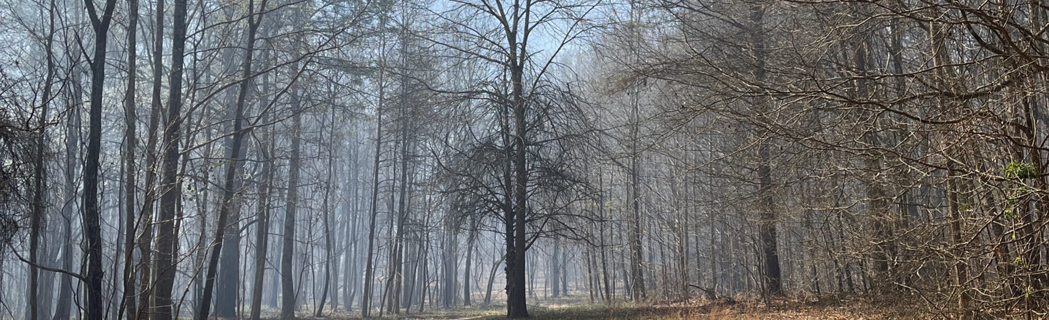 Bald Rock Meadows Blue Trail, 31 Reviews, Map AllTrails