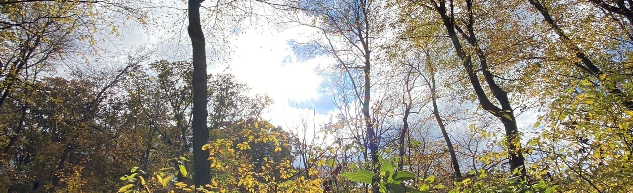 Thurston Griggs to Pogo Campsite 123 Reviews, Map Maryland AllTrails