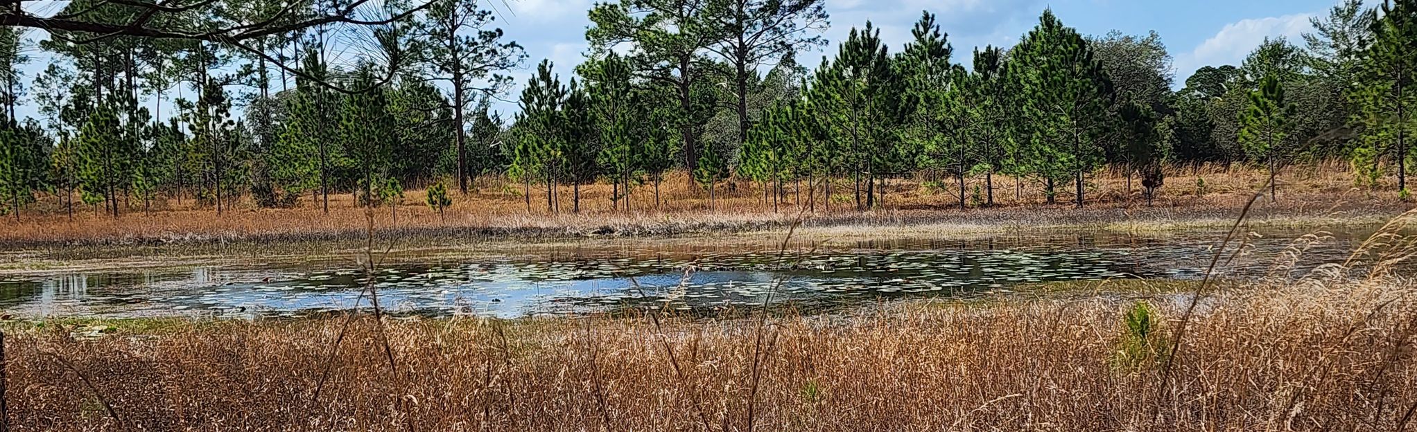 Pat's Island to Hidden Lake via Florida Trail, Florida - 174 Reviews ...