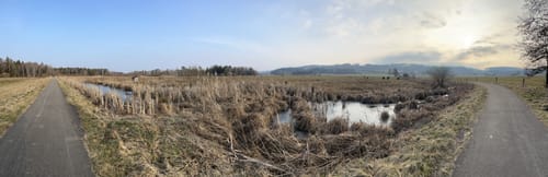 Pfrunger-Burgweiler Ried: Großer Trauben
