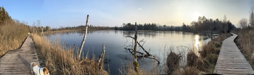 Pfrunger-Burgweiler Ried: Großer Trauben